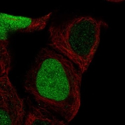 CDCA5 Antibody, Novus Biologicals:Antibodies:Primary Antibodies